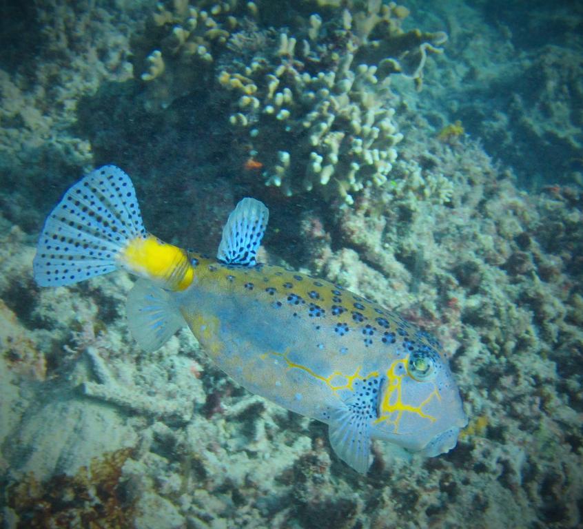 Mahogany Cottage Gili Meno Esterno foto